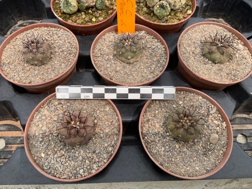 Wholesale pack copiapoa - pack,