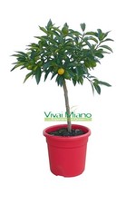 Pianta di Kumquat CON FRUTTO -