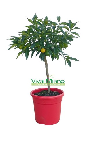 Pianta kumquat con frutto - kumquat,