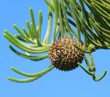 Araucaria heterophylla -  -