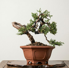 Bonsai Mame di Ginepro