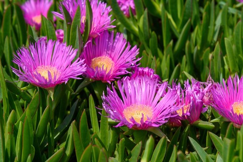 Carpobrotus edulis - , 2