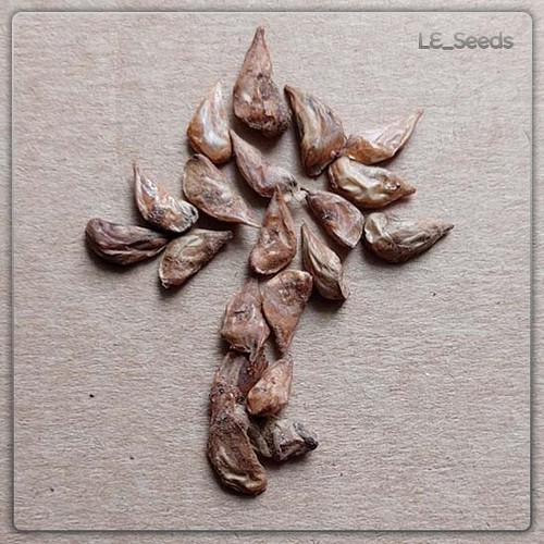 Semi cedrus libani - 20, di