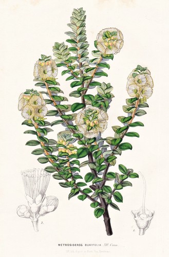 Metrosideros buxifolia fiore - metrosideros,