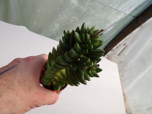 Crassula ben big - "ben", lovely