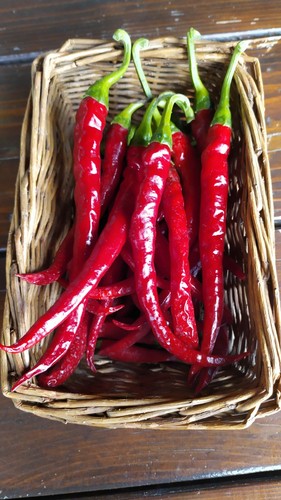 Cayenne long semi - cayenne, di