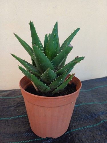 Aloe perfoliata vaso - perfoliata, in