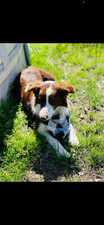 full stock border collie pups