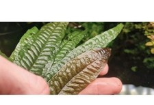 Microsorum Orange Leaf 1plant