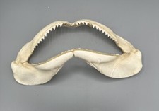 Grande fossile di mascella di