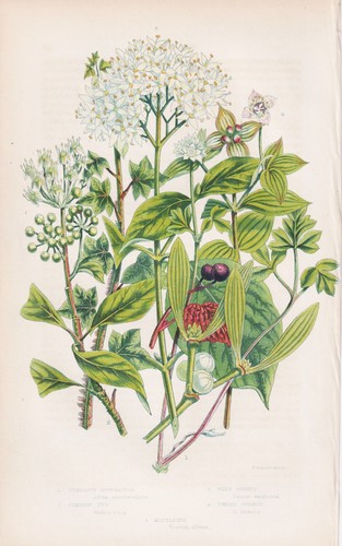 Adoxa moschatellina erbe - adoxa,