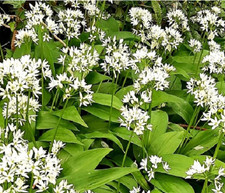 Aglio D'Orso - Allium Ursinum