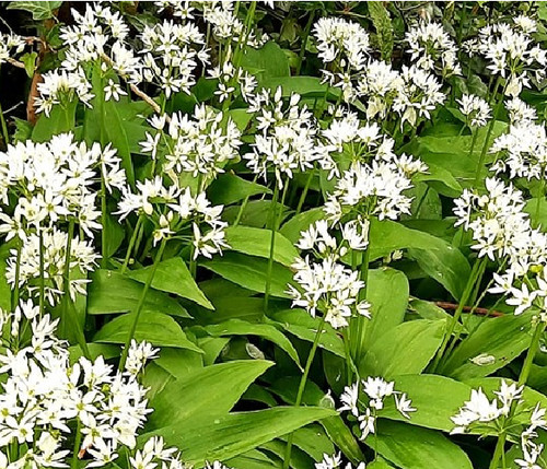 Ajo oso allium ursinum - -,