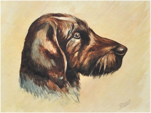 Vecchio ritratto animale - ritratto, di