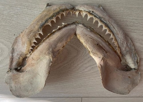 Denti squalo mascella - squalo,,