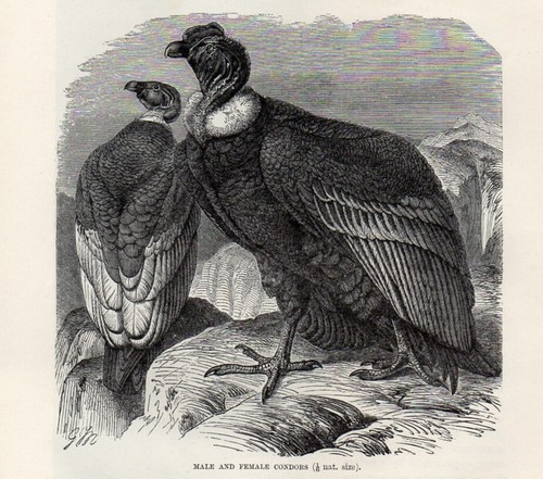 1894 stampa antica condor - stampa,