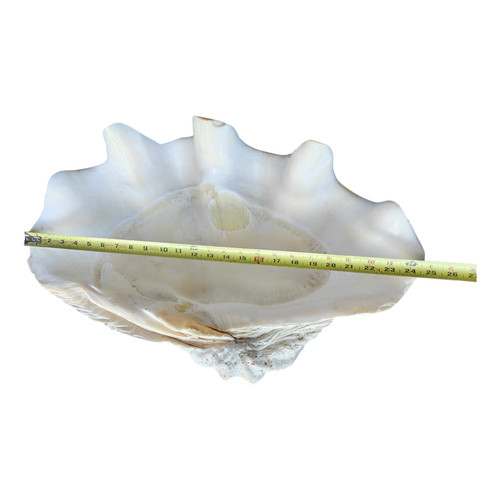 Raro guscio vongole gigante - raro,