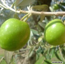 Oliva Nocellara del Belice –