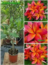 Pianta di plumeria (Plumeria