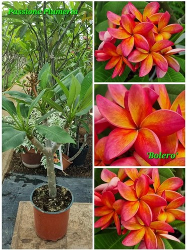 Pianta plumeria - di, (plumeria
