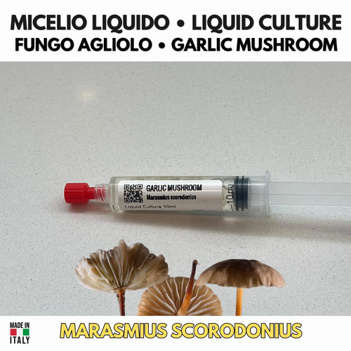 Marasmius scorodonius fungo - scorodonius,