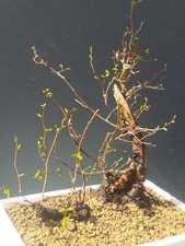 Pre Bonsai Carpino Nero