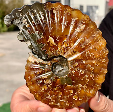 264G Raro! Tentacolo naturale ammonite fossile esemplare guscio guarigione Madagascar