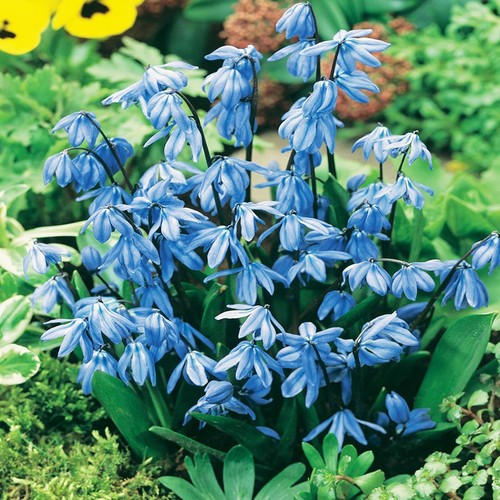 Bulbi scilla siberica fiori - bulbi,