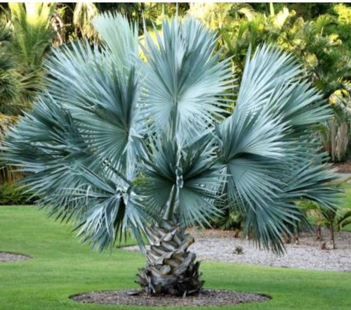 Sabal minor palmetta nana - minor,