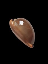 Shell conchiglia cypraea luria - conchiglia,