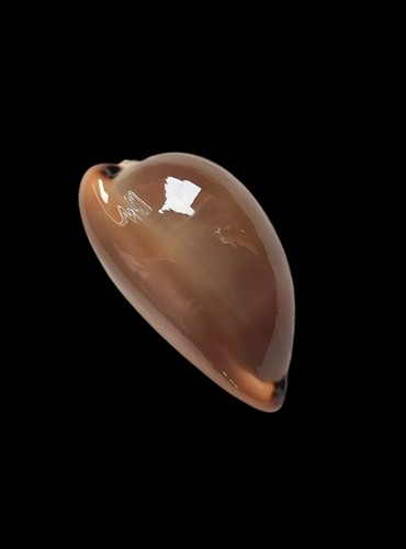 Shell conchiglia cypraea luria - shell,