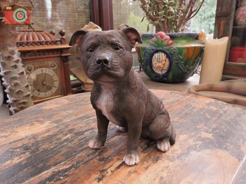 Staffordshire bull terrier - staffordshire,