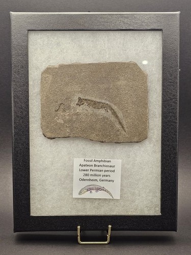 Permian apateon fossil - apateon,