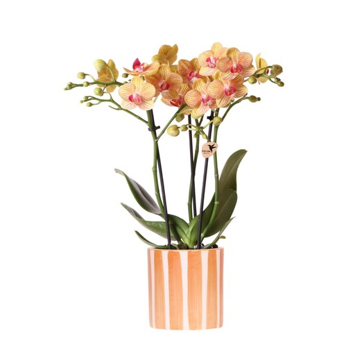 Orchidea arancione