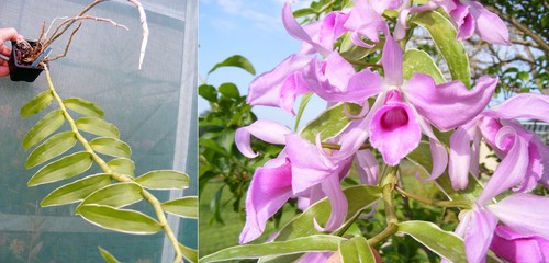 Dendrobium anosmum var