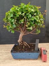 bonsai di ciliegio cinese h 29