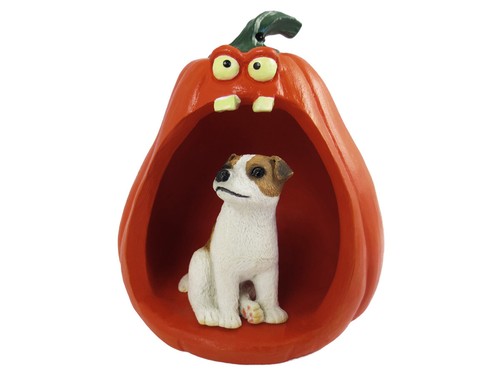 Jack russell terrier marrone - marrone, e