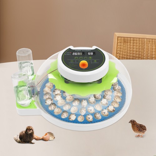 Incubatrice digitale per - 60,