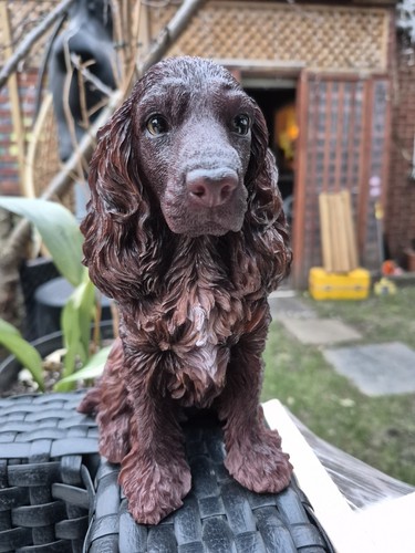Chocolate brown cocker - cocker, spaniel