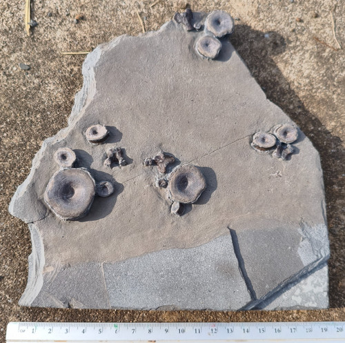 Vortice ittiosauro rettile - ittiosauro,,