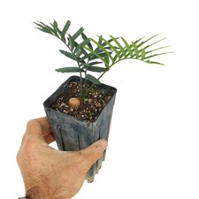 Encephalartos arenarius 3 LEAVES 7090 - MX77 - NO hirustus latifrons