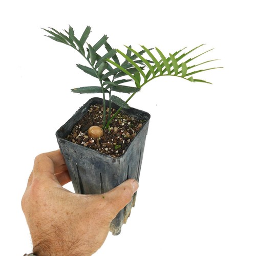 Encephalartos arenarius - , 3