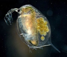 Daphnia Magna. Cibo Vivo Per Acquario Dolce E Marino