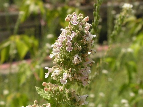 Organic nepeta cataria - organic,