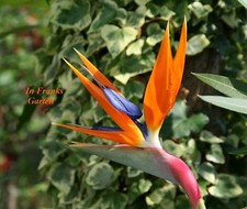 Strelitzia reginae fiore - strelitzia,