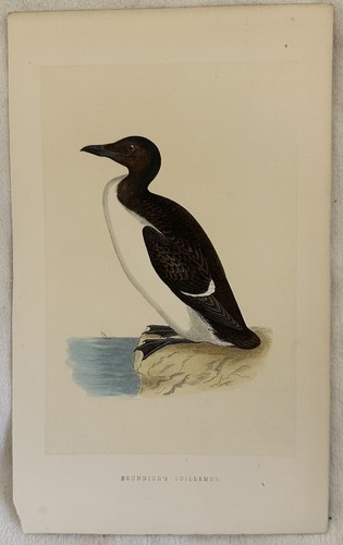 Brunnich guillemot uria di - guillemot,