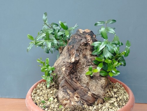 Bonsai olivastro 26x25cm - olivastro,