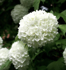 Viburnum opulus cv "ROSEUM" - Palla di neve