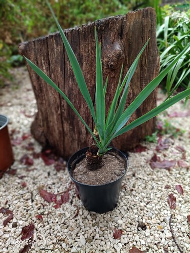 Palmetta yucca gloriosa in - palmetta, di