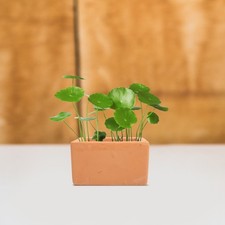  3 Pcs Vaso Pianta Grassa